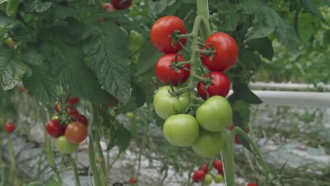 Reihe-Von-Reifenden-Tomaten-Im-Gewächshaus