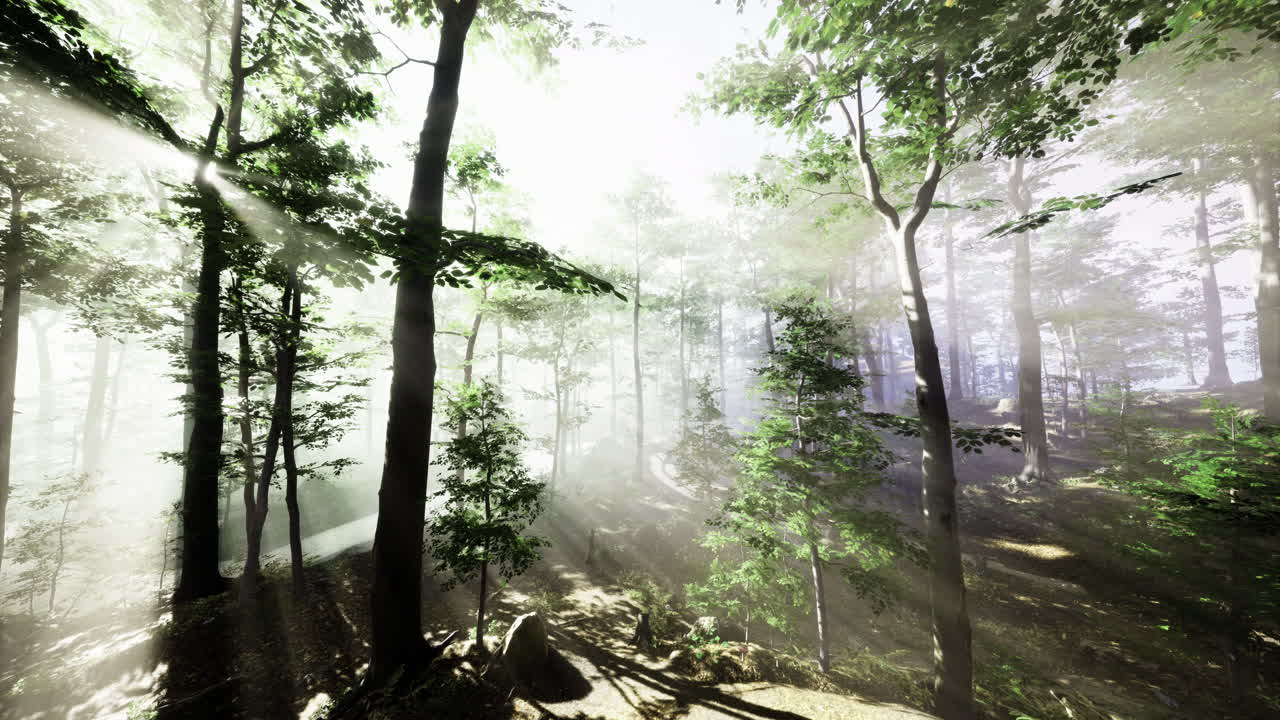 Rays of sunlight filtering through a lush forest in early morning