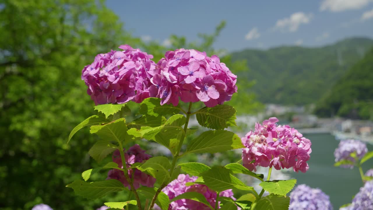 Fully blooming hydrangea, close up slider shot