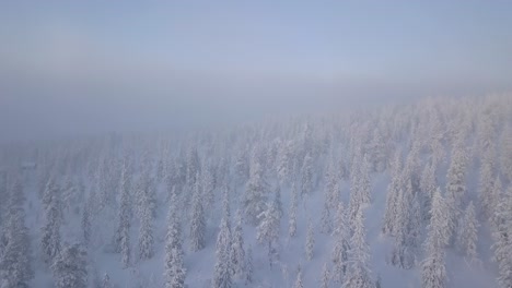 Fliegen-über-Einen-Winterwald-Mit-Schneebedeckten-Kiefern-Bei-Kaltem-Nebelwetter