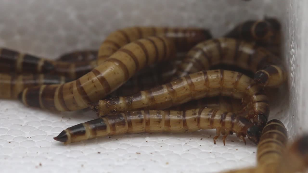 거대 밀웜, 조포바스 딱정벌레 애벌레, 조포바스 모리오