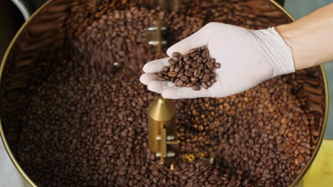 man's hands holding freshly roast aromatic coffee beans over a modern machine used for roasting beans