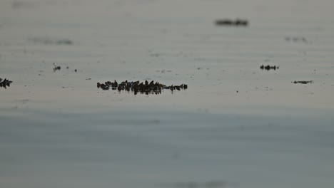 medium shot of kelp floating on surface of the ocean on a gray overcast day