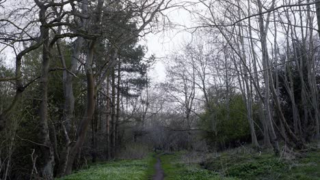 Static-shot-of-a-narrow-pathway-in-a-deciduous-forest