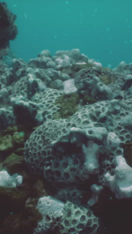 underwater coral reef