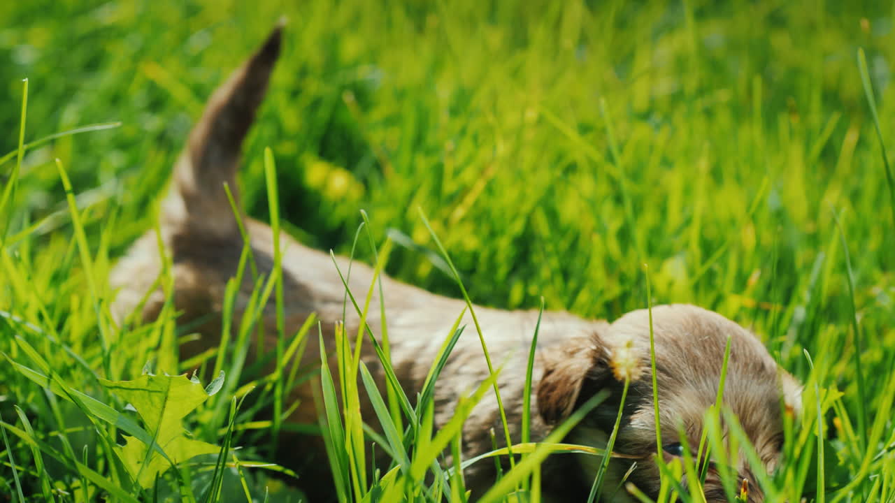 Cute Puppies In Bright Green Grass