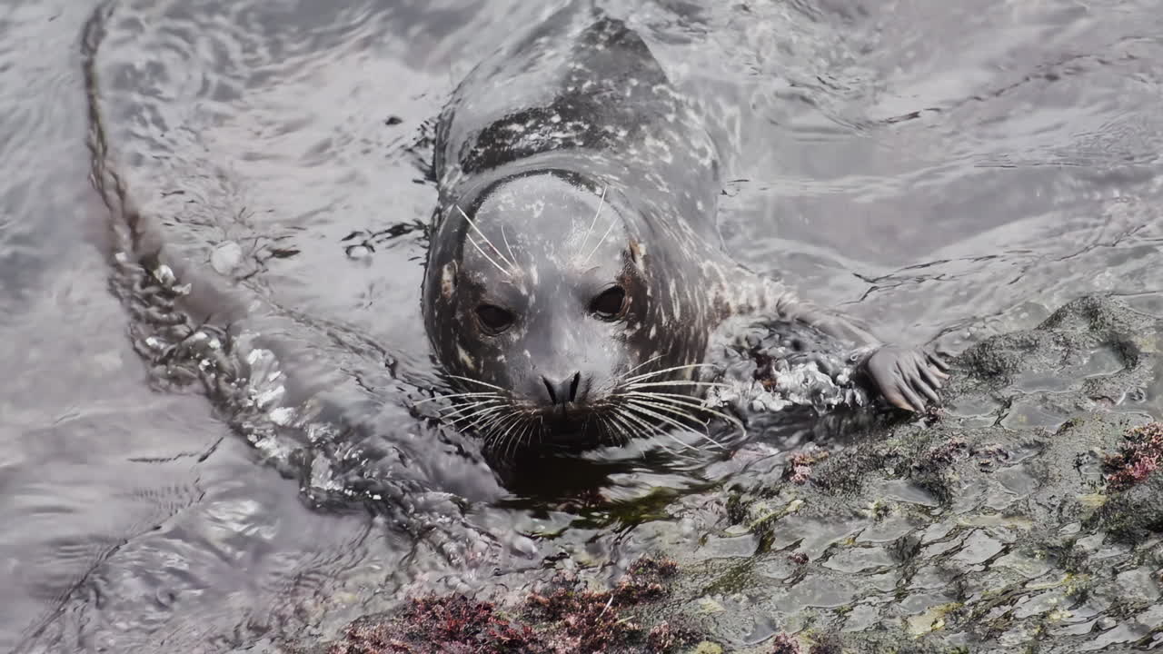 Close up of a seal resting on wet rocks by the sea, showing its whiskers, fur texture, and calm expression