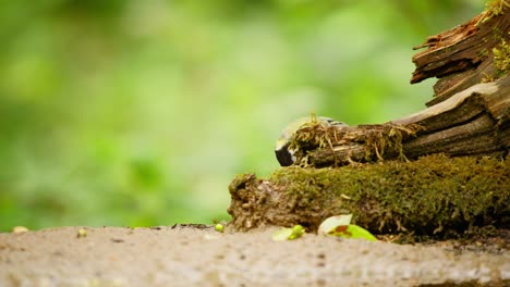 Kohlmeise-In-Friesland,-Niederlande,-Seitenansicht-Teilweise-Durch-Baumstamm-Verdeckt,-Während-Sie-Auf-Gebrochenem-Holz-Pickt