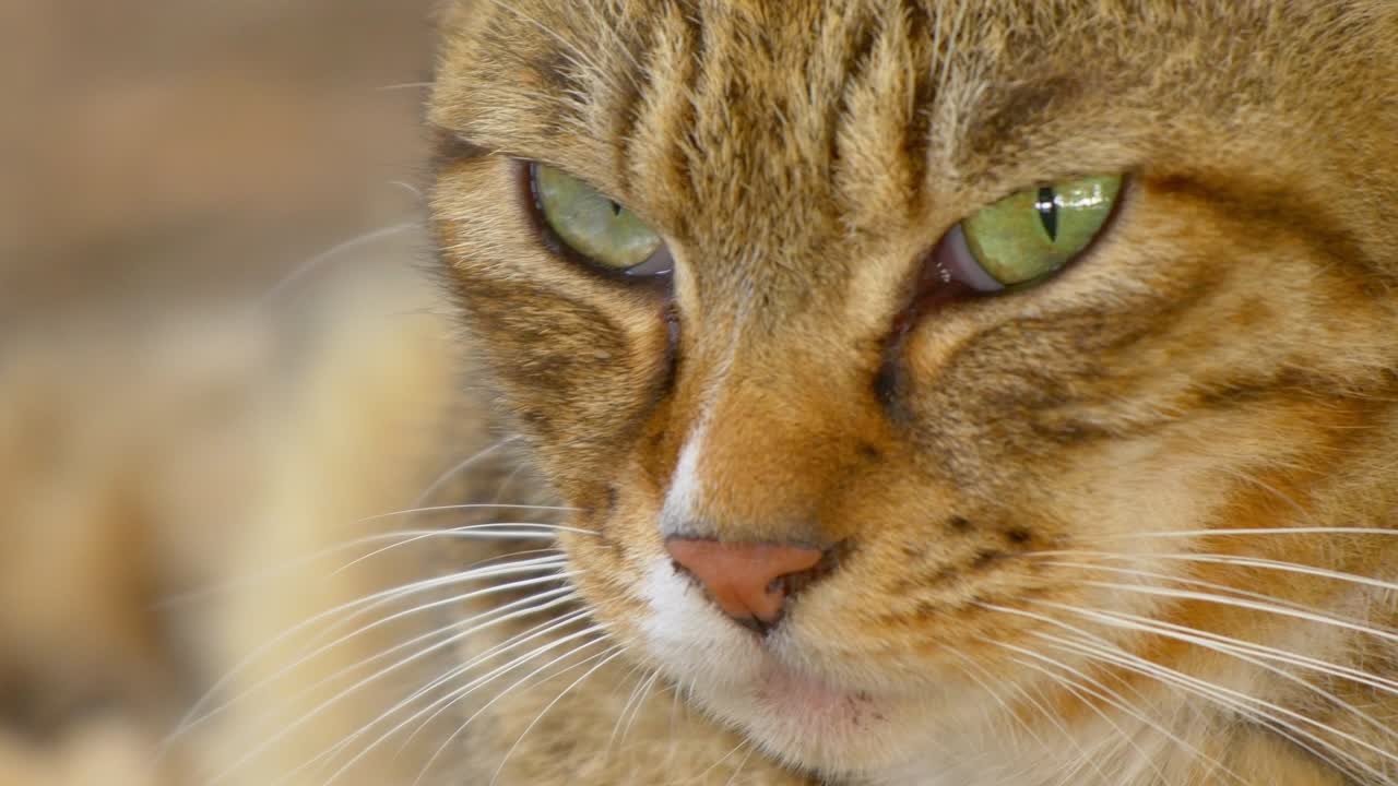 primer plano de un gato tabby marrón con ojos verdes