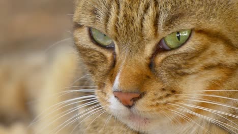 closeup of brown tabby cat with green eyes