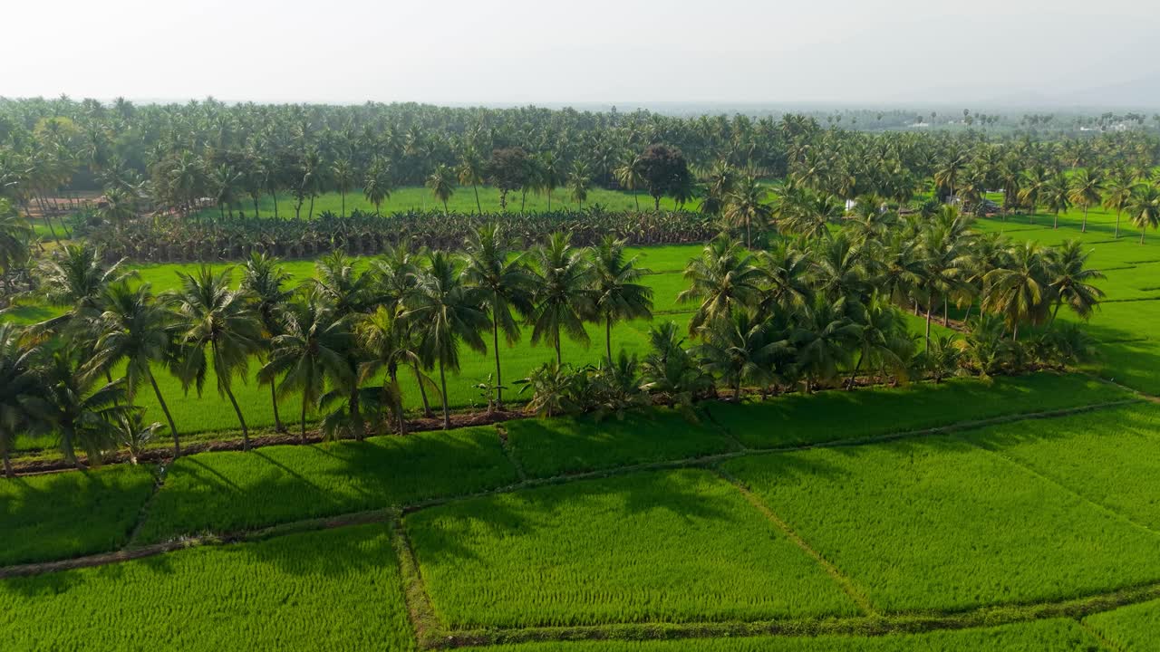 Vista aerea di campi di riso verde smeraldo circondati da palme e alberi di cocco, che mostrano fertili terreni agricoli, paesaggi rurali e un'agricoltura fiorente in una serena campagna tropicale