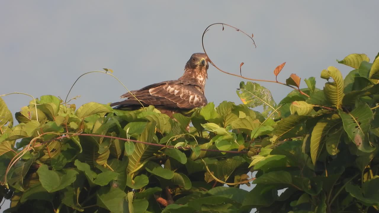 águila en el árbol uhd mp4 4k video