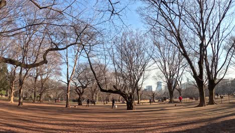 peaceful walk in a tree-lined park setting