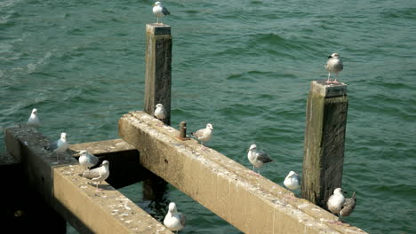 Grupo-De-Gaviotas-Sentadas-En-Un-Paseo-Marítimo-De-Madera-En-El-Mar-Báltico-Durante-El-Día-Soleado,-Tiro-Estático