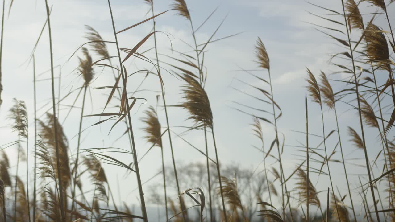 Erba alta che ondeggia dolcemente in un campo ventoso sotto cieli nuvolosi.