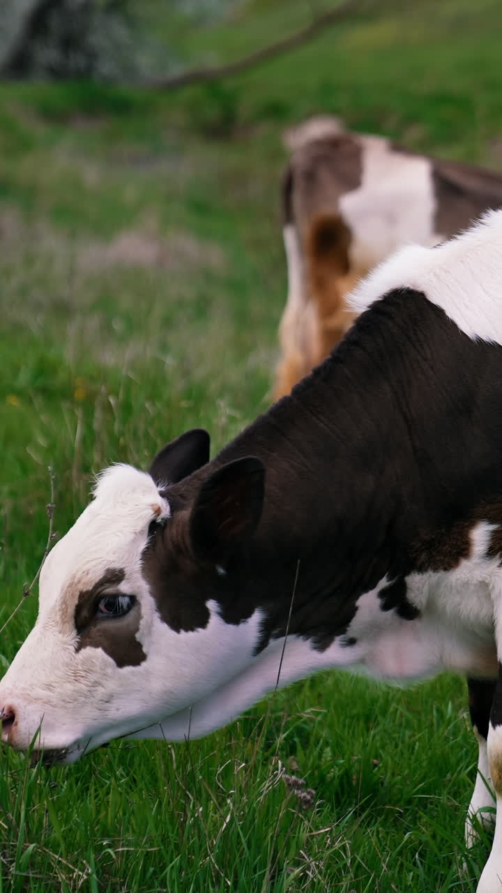 Calf grazing on a meadow. White and black little cow eating green grass on pasture in spring. Vertical video