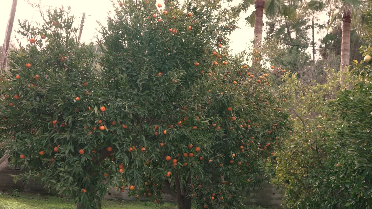 Dans un jardin, plusieurs orangers sont remplis d’oranges mûres. Le soleil brille sur les arbres tandis que des palmiers peuvent être vus à proximité. C’est un après-midi chaud dans un espace vert.