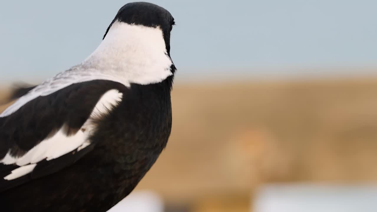 A detailed view of a magpie perched on a fence, showcasing its black and white plumage and movement.
