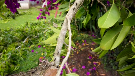 tracking shot black ants crawl down branch to nest hanging in a tree