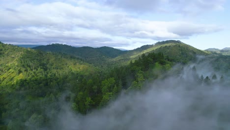 A-cinematic-reveal-shot-of-large-forest-in