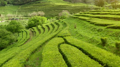 Flying-low-over-green-tea-plantations