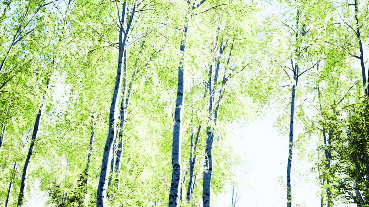 빛은 조용한 숲의 활기찬 초록색 잎을 통해 필터링됩니다.