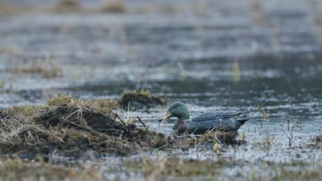 artificial fake rubber duck mallard for hunting floating in the puddle