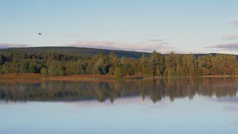 Hermoso-Reflejo-Del-Bosque-Que-Se-Refleja-En-La-Superficie-Del-Lago,-Mientras-Un-Pájaro-Vuela-Arriba-En-Una-Mañana-Clara-Y-Enérgica-En-Las-Tierras-Altas-De-Escocia