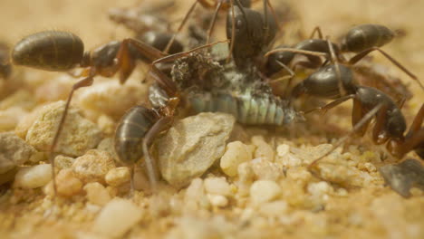 Close-up-footage-of-ants