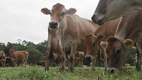 cow scratching itself on another cow