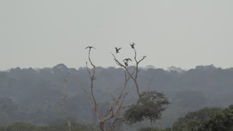 several birds are seen in the distance flying back and forth landing on top of a tree branch in a tropical rainforest during sunset