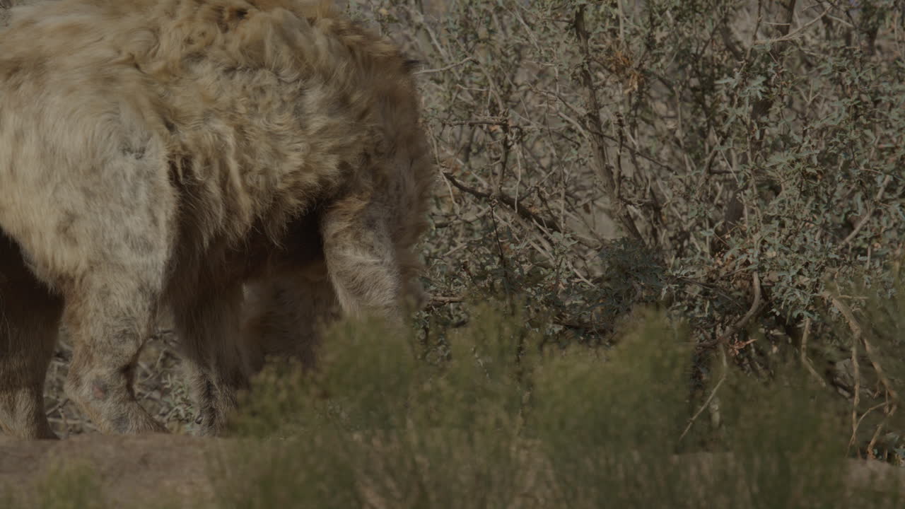 Mangy hyena walking around desert in slow motion