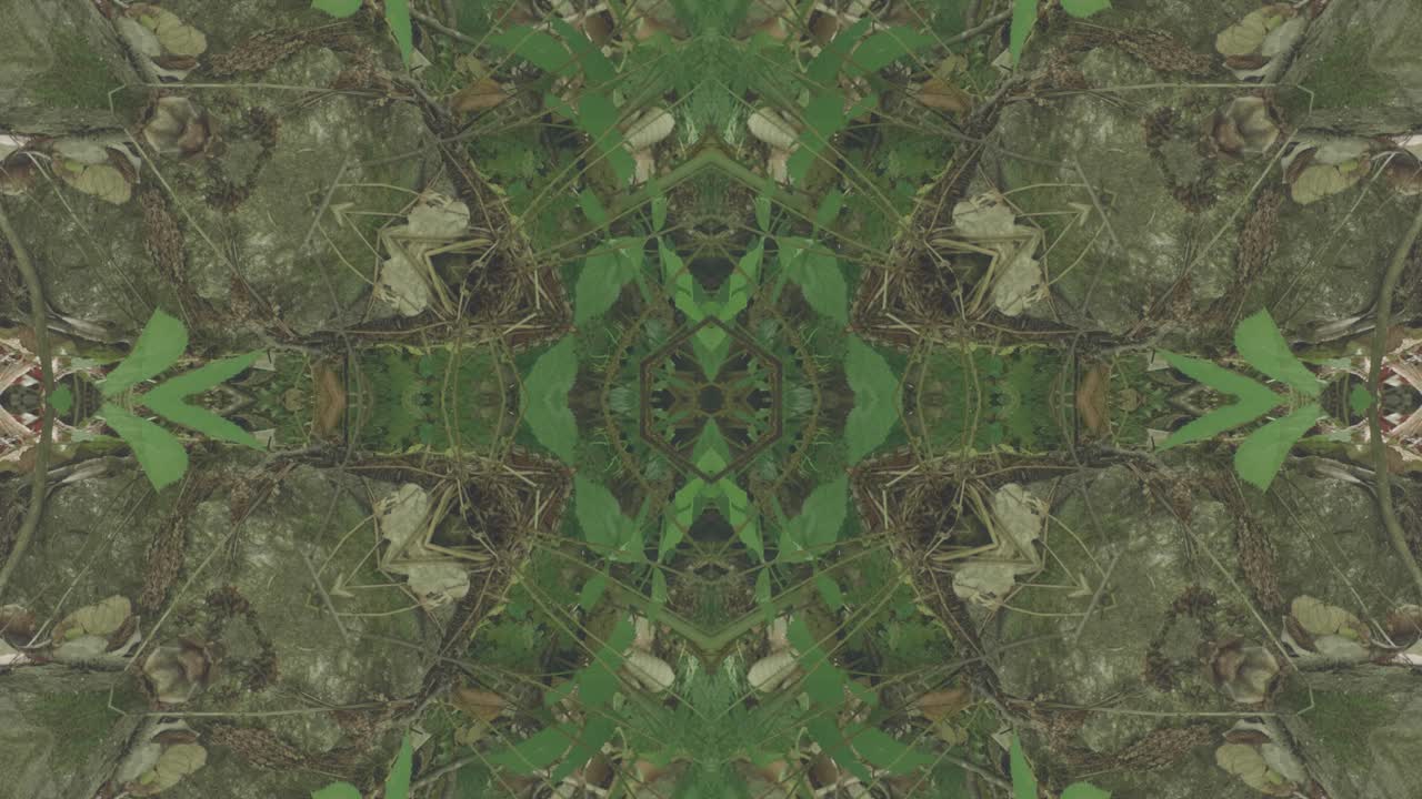 caleidoscopio de vegetación usando imágenes de bosque de wissahickon creek, philadelphia, #12