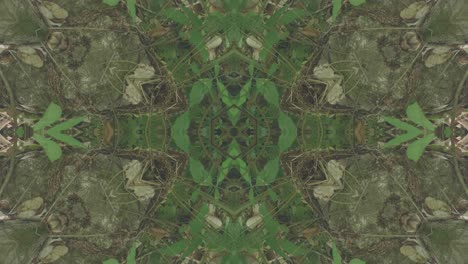 greenery kaleidoscope using forest imagery from wissahickon creek, philadelphia, #12