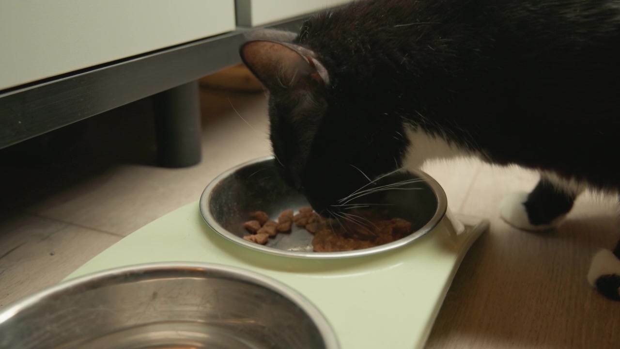 Nahaufnahme aus niedrigem Winkel einer schwarz-weißen Katze mit gesenktem Kopf, die aktiv Trockenfutter aus einem gefüllten Edelstahlnapf auf einem pastellgrünen Platzset auf dem Küchenboden frisst, in einer ruhigen häuslichen Umgebung.
