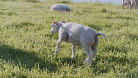 Lindo-Animal-Oveja-Muñeca-Cordero-Ganado-Pastando-En-El-Campo-De-Pasto-Hierba-A-La-Luz-Del-Día-Día-Soleado