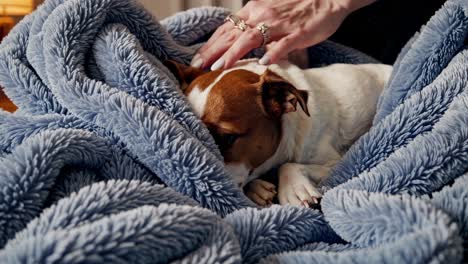 gentle hands caress a jack russell terrier nestled in a plush, light blue blanket, creating a heartwarming scene of canine comfort and affection