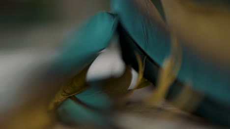 close up of great green macaw feather