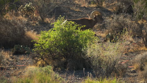 Bighorn-sheep-graze-in-the-Valley-of-Fire