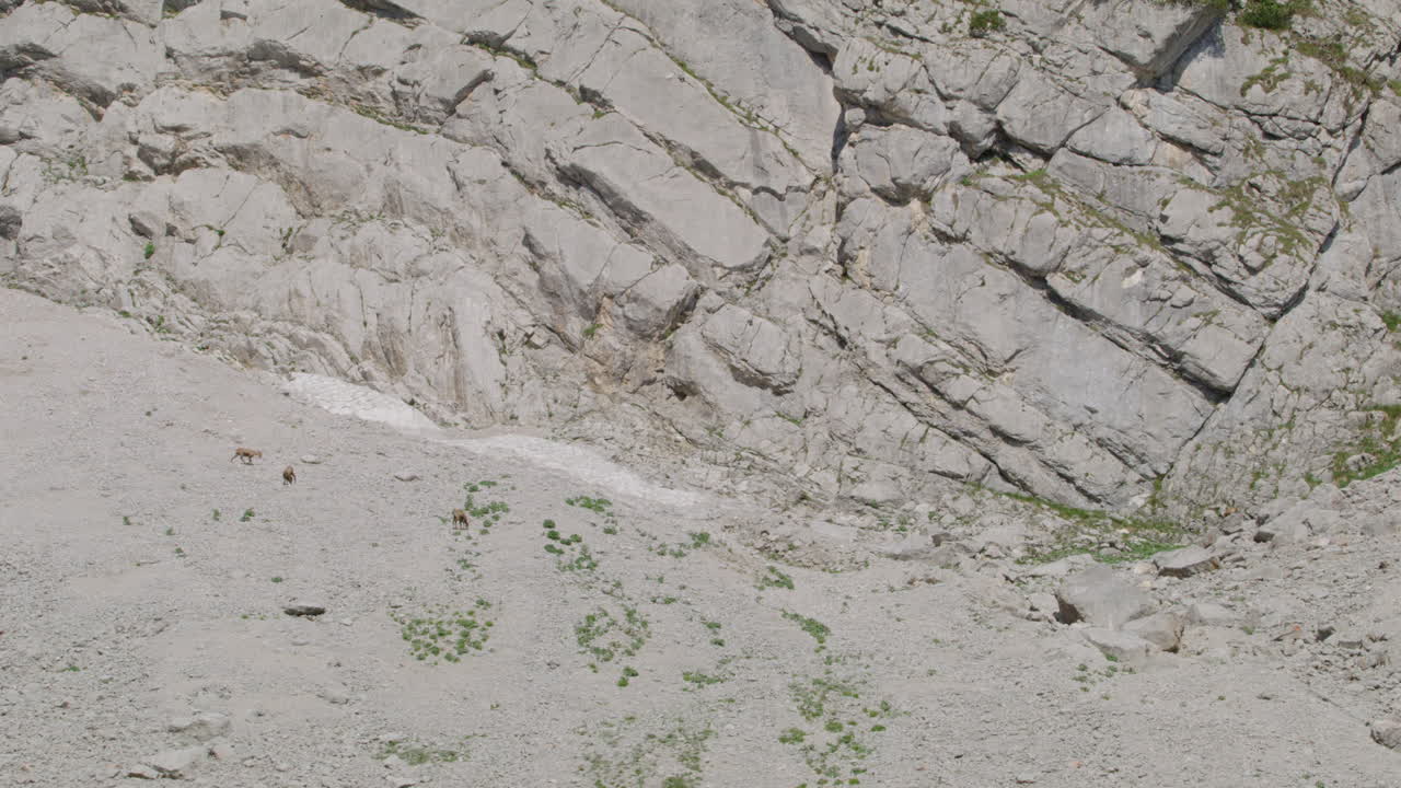 바위산과 눈산에서 먹이를 찾는 샤무아 떼