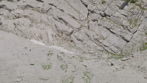 Manada-De-Gamuzas-En-Busca-De-Comida-En-Las-Montañas-Rocosas-Y-Nevadas