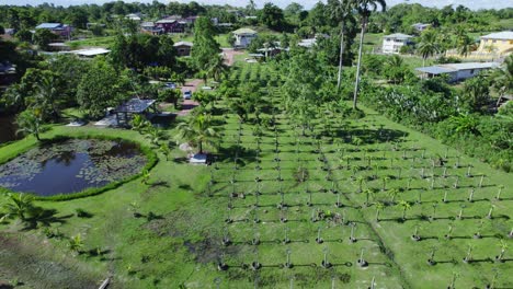 Epic-aerial-of-a-dragon-fruit-farm-located-on-the-Caribbean-island-of-Trinidad