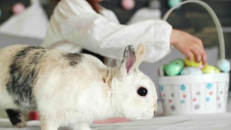 Osterhase-Auf-Dem-Bett