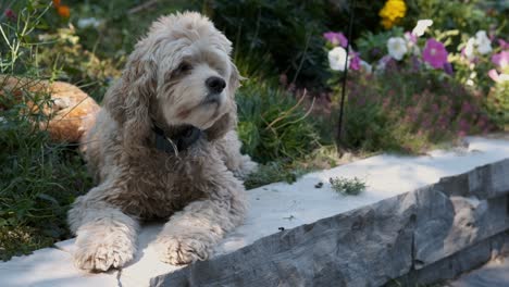 blonde puppy dog pet sniffs fresh air in colorful green flower garden, fixed slow motion in soft focus