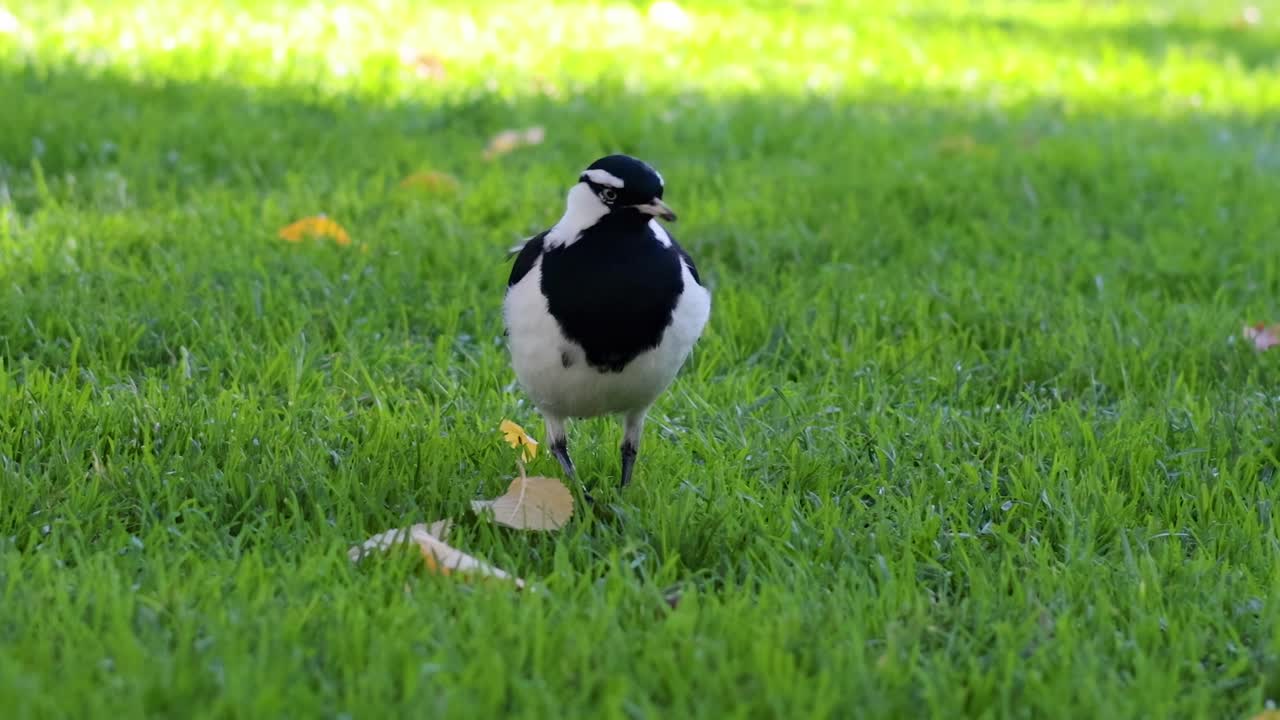 A black and white bird walks gracefully across lush green grass, surrounded by scattered leaves.