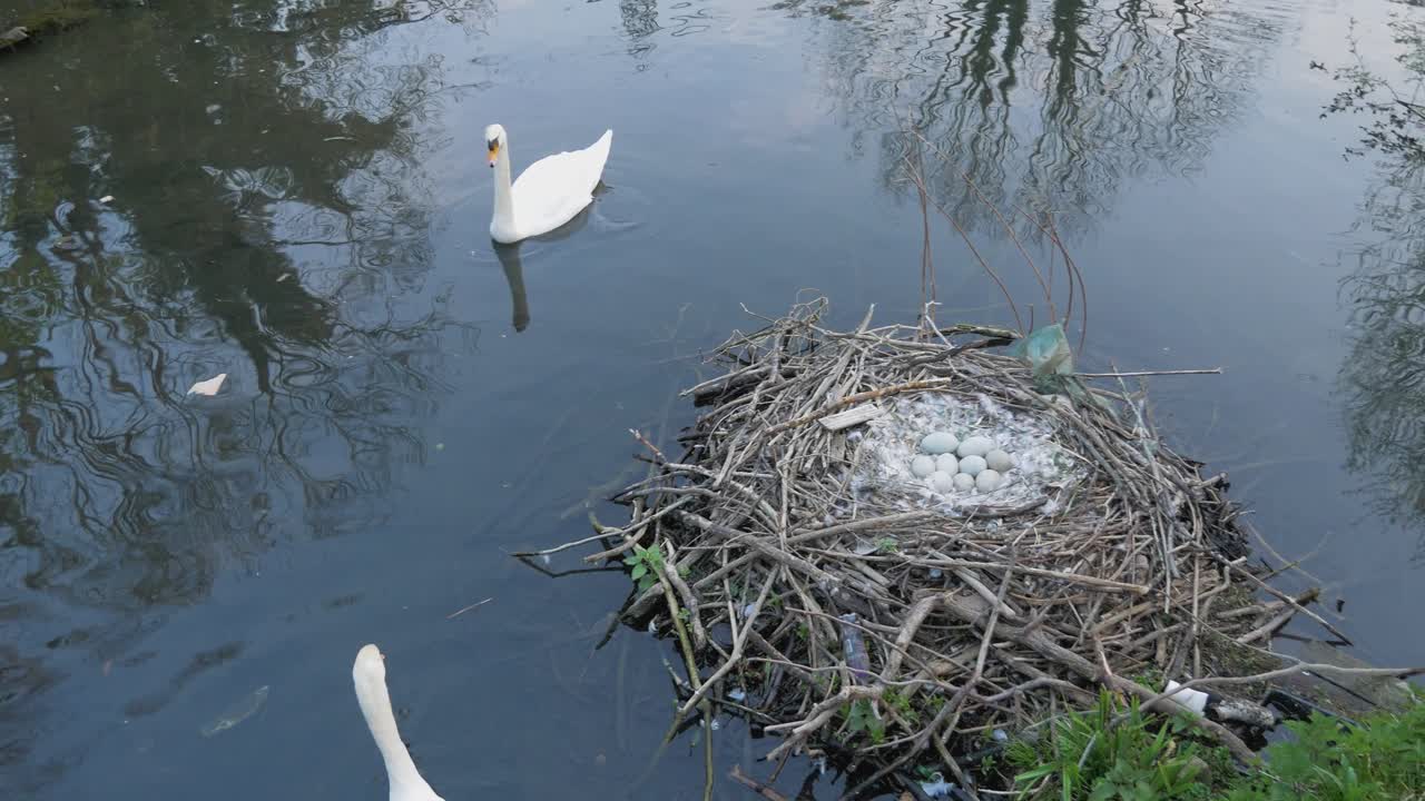 mãe cisne nadando protegendo ovos de cygnet no ninho ao lado da água do lago