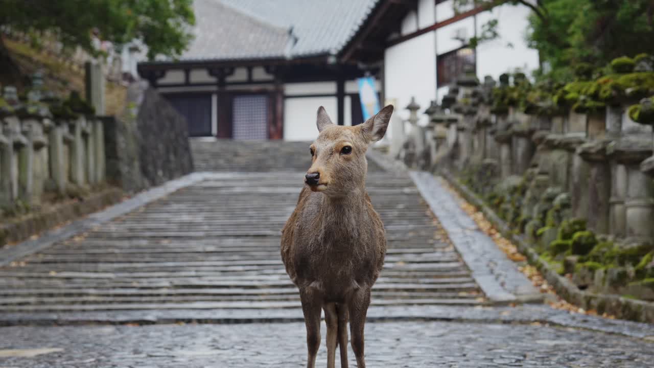 일본 나라의 역사적인 돌로 포장된 거리에 서있는 시카 사, 배경에는 고대 사원, 구름이 가득한 날