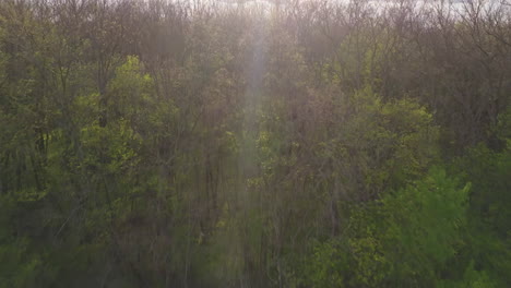 Forest-Trees-On-A-Sunny-Day-At-Lake-Sequoyah-Park-In-Fayetteville,-Northwestern-Arkansas,-USA