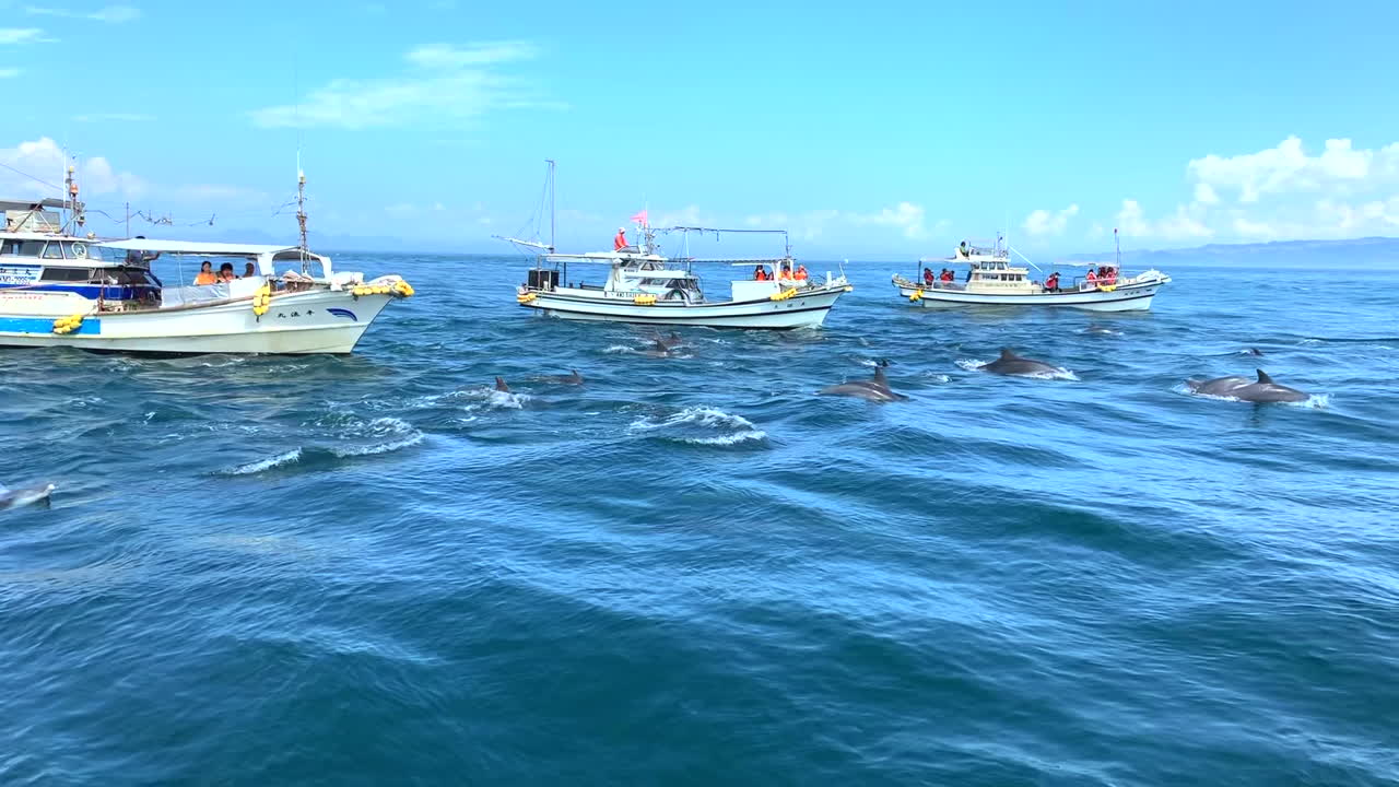 A bunch of dolphins swimming together in front of the ships in Amakusa, Japan