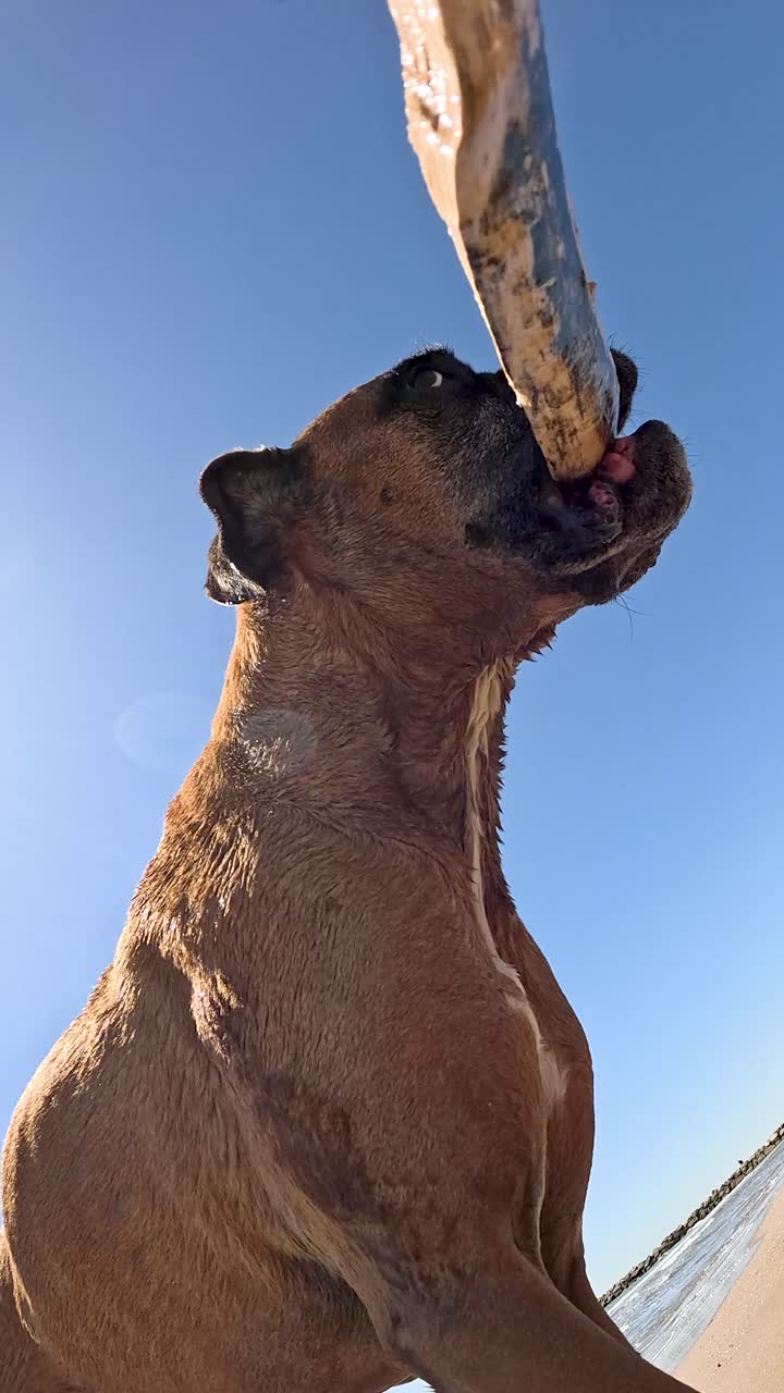 Boxer dog pulling stick on beach
